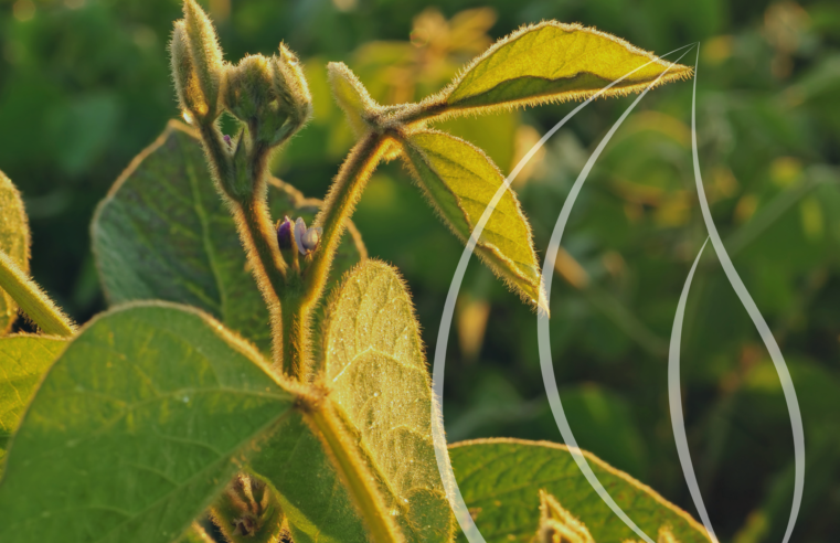 Como uma plataforma setorial como o Grain Station pode mudar sua operação de grãos
