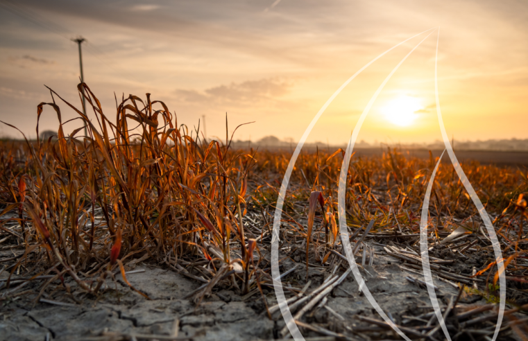 Produção agrícola sob pressão: o impacto da variabilidade climática no Brasil