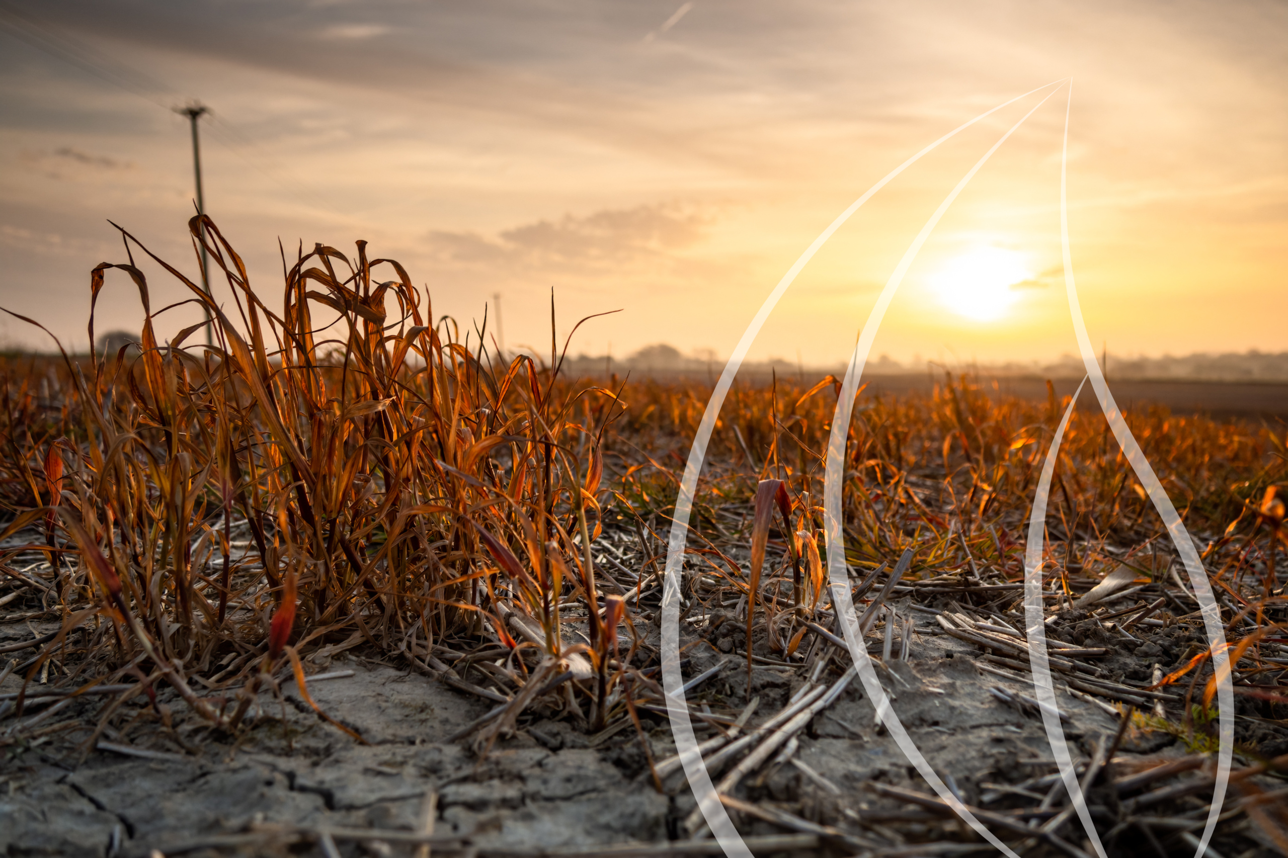 Produção agrícola sob pressão: o impacto da variabilidade climática no Brasil
