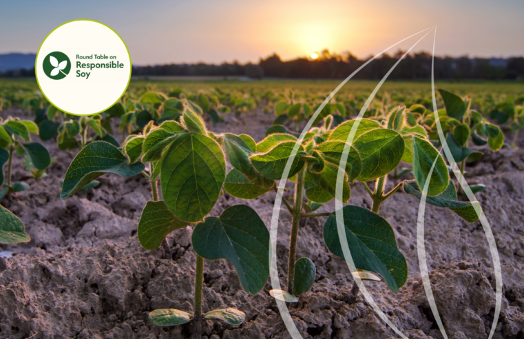 RTRS: o que é a iniciativa e como a certificação impacta o agro