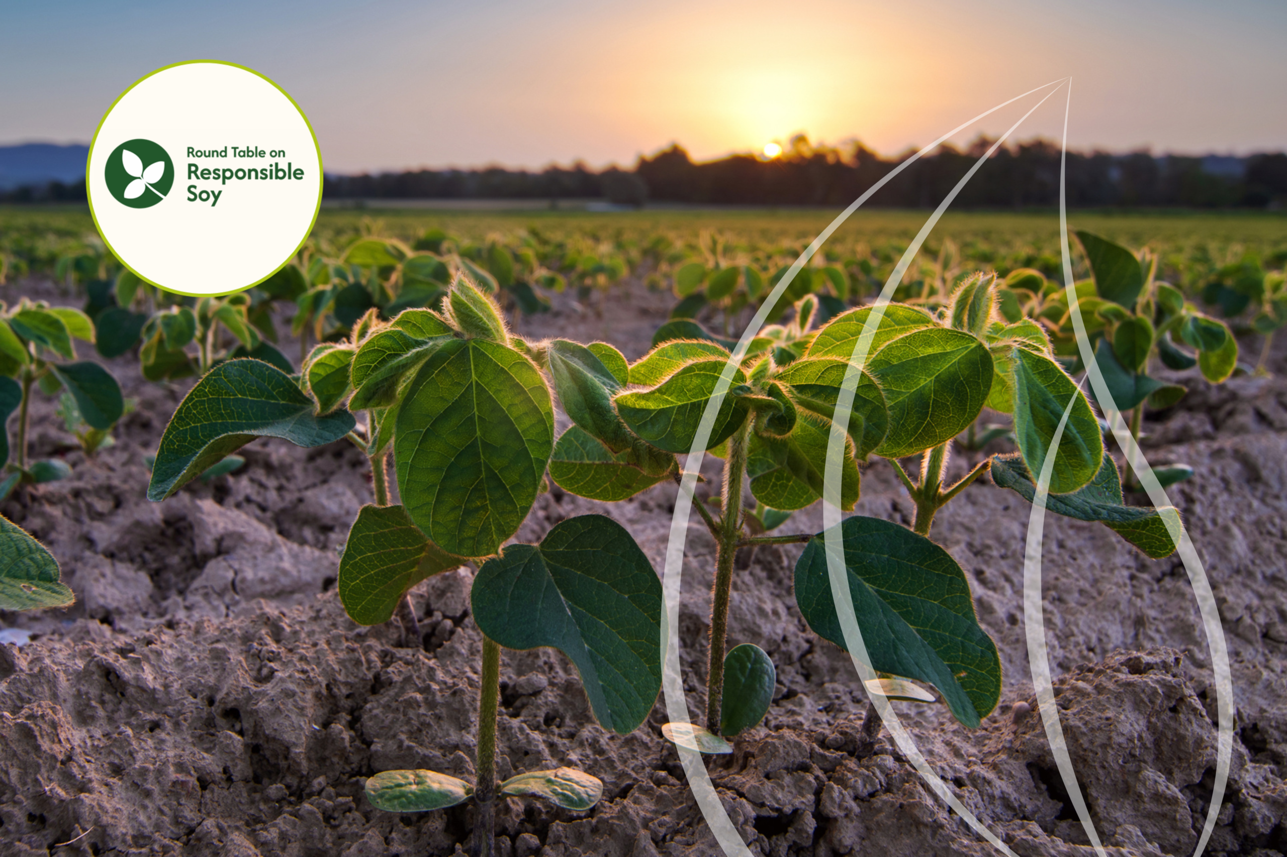 RTRS: o que é a iniciativa e como a certificação impacta o agro