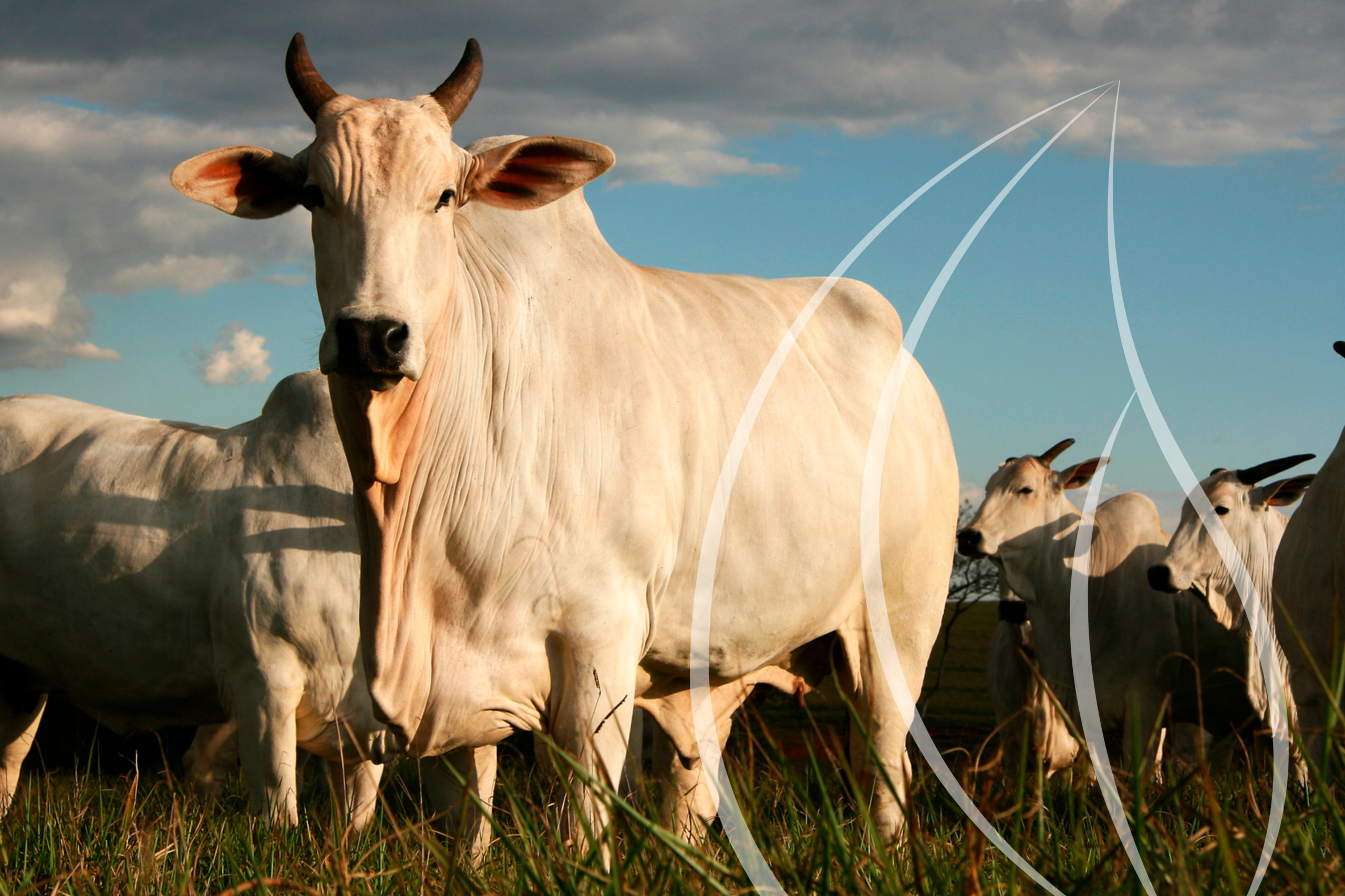 Da fazenda ao mercado global: como as novas regulamentações estão transformando a pecuária brasileira